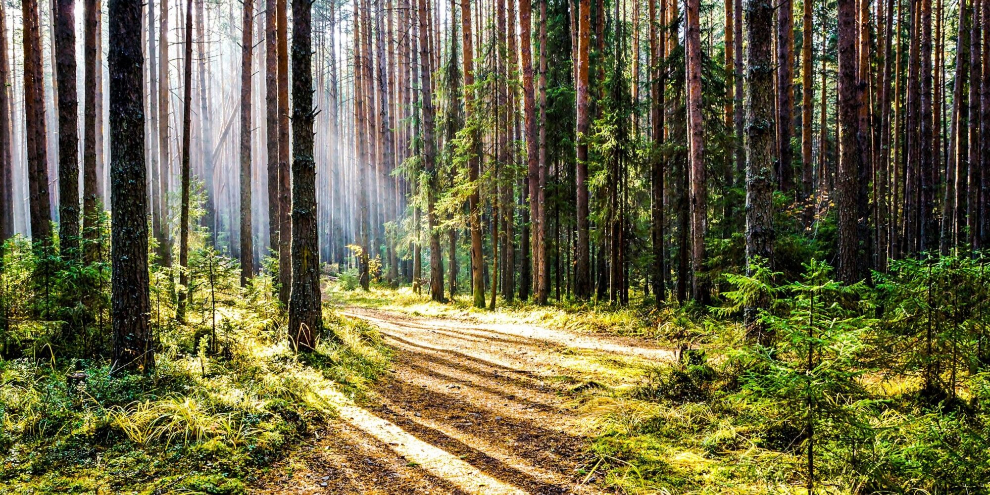 Forest,Trail,In,Deep,Woodland,With,Sunlight,Shadow