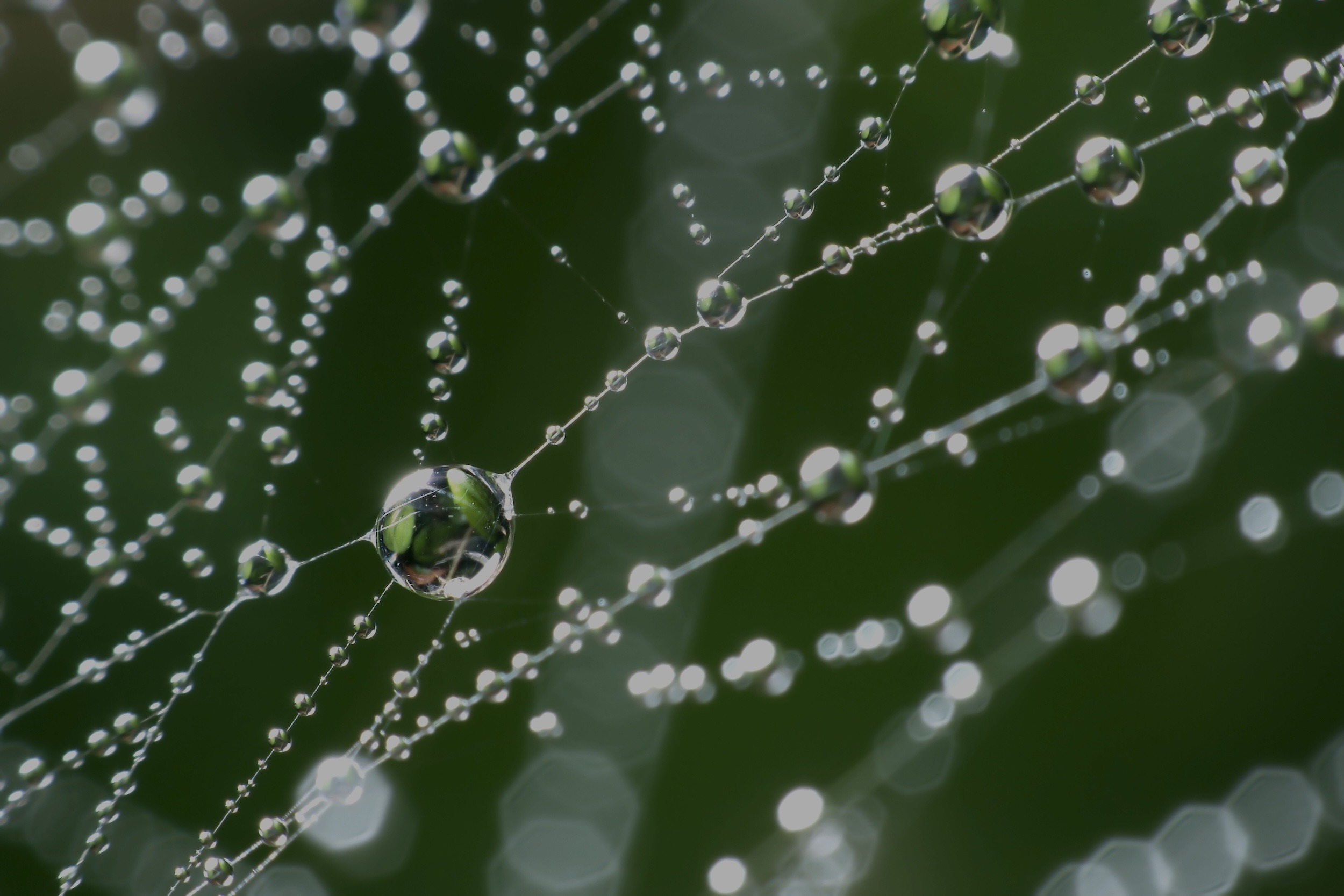 Relational Quantum Dynamics and Indra’s Net: A non-dual understanding of quantum reality