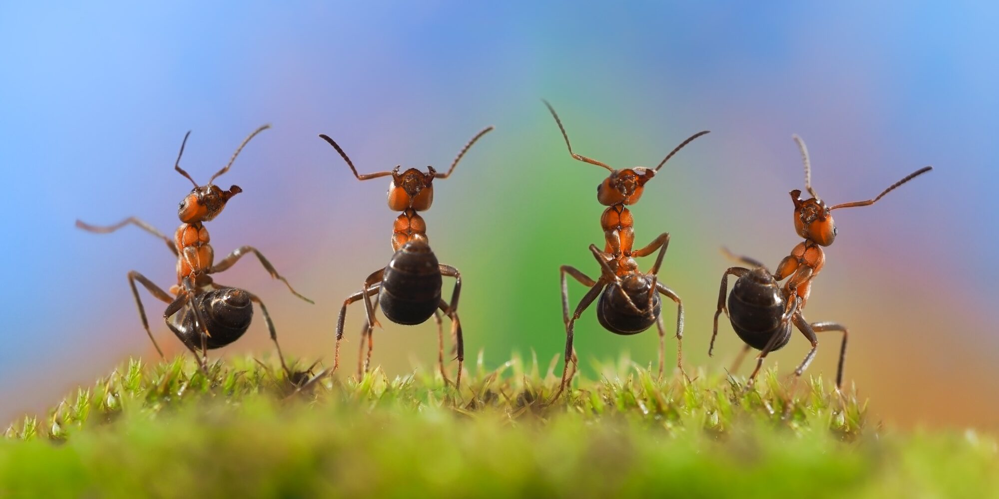 Four funny ant with their bellies. Ants dancing. Glade, moss. Beautiful rainbow background. The concept of performance, dance, show, concert